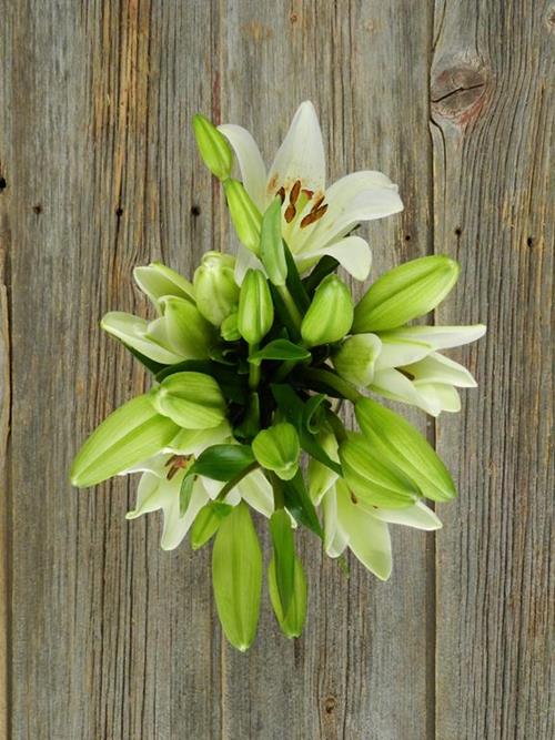 BACH 3/WHITE LA HYBRID LILIES